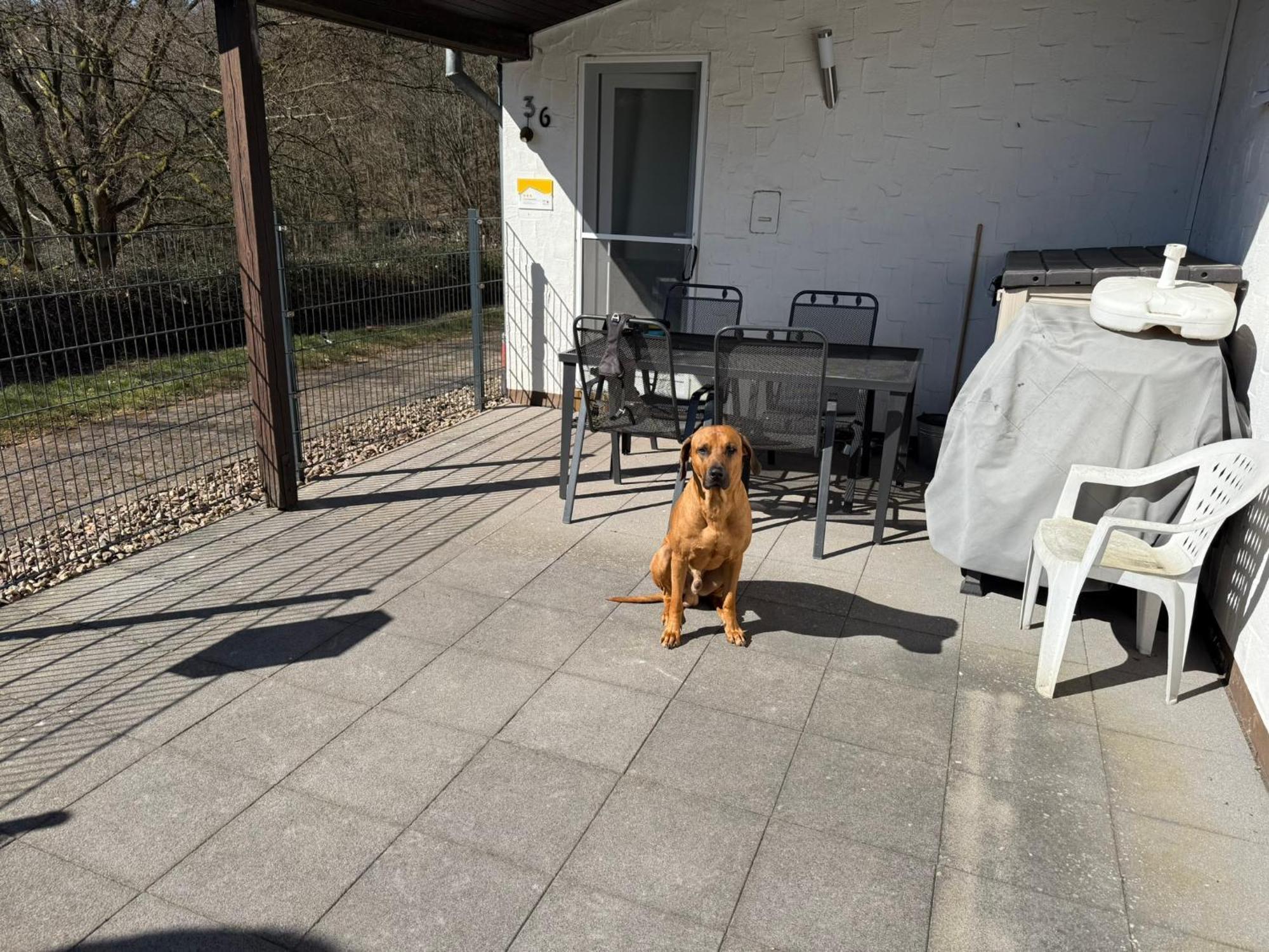 Ferienhaus Stausee Bitburg Biersdorf Esterno foto